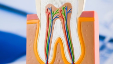 I denti: più forti delle ossa!