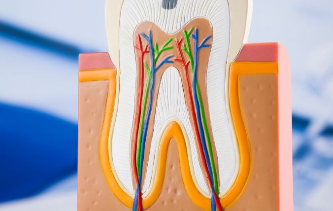 I denti: più forti delle ossa!