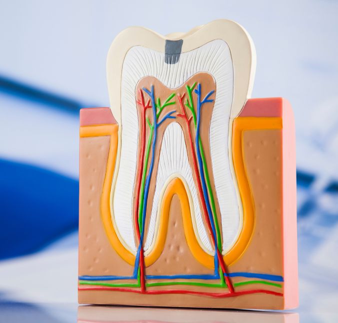 I denti: più forti delle ossa!